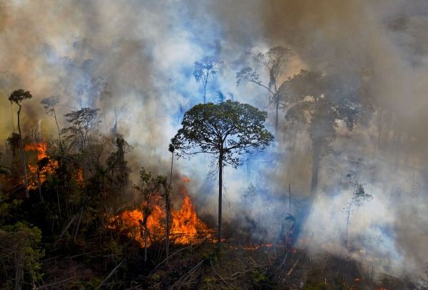 Данные показывают, что вырубка лесов в тропических лесах Амазонки в Бразилии достигла 15-летнего максимума.