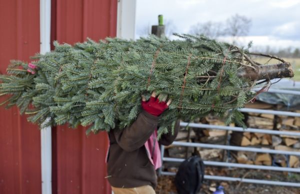 Будьте готовы к нехватке рождественских елок, поскольку проблемы цепочки поставок и изменение климата объединяются