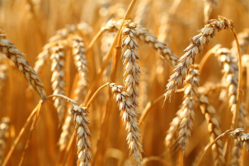 Экспорт пшеницы из России в марте вырос на 53%